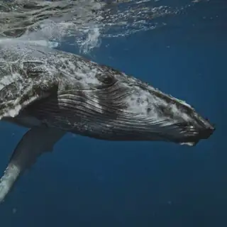 Triple Whale Meta ad: Trusted measurement. AI that acts.